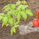 Top dressing pomidorów z pokrzywą