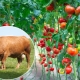 Top dressing pomidorów z dziewanną