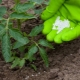 Top dressing pomidorów z monofosforanem potasu