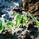 Top dressing pomidorów z siarczanem potasu
