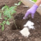 Top dressing pomidorów na otwartym polu