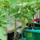 Top dressing pomidorów w szklarni: jakie nawozy i kiedy używać?