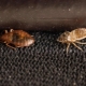 Ocet z pluskiew w mieszkaniu