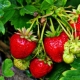 Types d'insectes sur les fraises et comment les traiter
