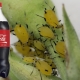 Wszystko o wykorzystaniu Coca-Coli z mszyc