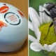 Wszystko o środkach odstraszających muchy i muchy