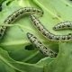 Pasta do zębów Kapusta Pest