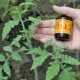 Jod z phytophthora na pomidorach