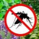 Która roślina odstrasza muchy i komary?