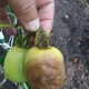 Zapobieganie zarazy na pomidorach