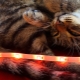 Taśmy LED Xiaomi