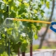 Czym i jak spryskać winogrona?