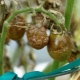 Jak leczyć pomidory z phytophthora?