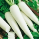 Czym jest daikon Minovashi i jak go uprawiać?