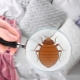 Jak pozbyć się pluskiew w domu?