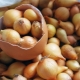 Jak przechowywać cebulki przed sadzeniem?