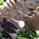 Jak wygląda daikon Sasha i jak go uprawiać?