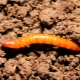 Jak wygląda wireworm i jak się go pozbyć?