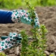 Niuanse przycinania agrestu jesienią