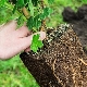 Niuanse sadzenia agrestu na wiosnę w otwartym terenie