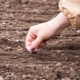 Niuanse sadzenia marchwi przed zimą