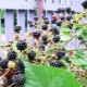 Opis i niuanse uprawy jeżyny ogrodowej