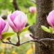 Opis magnolii i zasady jej uprawy
