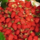 Cechy powtarzających się truskawek i truskawek