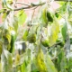 Dlaczego sadzonki papryki zrzucają liście i co robić?