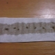 Sadzenie nasion marchwi na papierze toaletowym