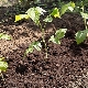 Rozmnażanie malin przez sadzonki jesienią