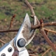 Pielęgnacja gruszek jesienią
