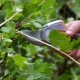 Pielęgnacja agrestu
