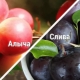 Jaka jest różnica między śliwką wiśniową a śliwką?