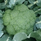 Wszystko o brokułach Green Magic F1