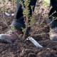 Wszystko o sadzeniu agrestu jesienią