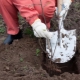Wszystko o sadzeniu śliwek