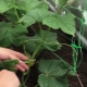 Wszystko o olśniewających ogórkach