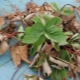 Co to jest fusarium truskawki i jak leczyć chorobę?