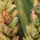 Co to jest fusarium pszenicy i jak leczyć chorobę?