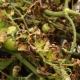 Co to jest fusarium pomidora i jak leczyć kulturę?