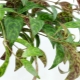 Marmur Eschinanthus: pielęgnacja i reprodukcja