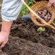 Jak przygotować czosnek do sadzenia jesienią?