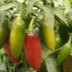 Jak wygląda papryka jalapeno i jak ją uprawiać?