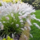 Pennisetum wyczyńca