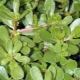 Portulaka ogrodowa