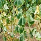 Wszystko o więdnięciu ogórka fusarium