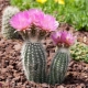Wszystko o echinocereusie