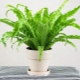 Asplenium i jego uprawa