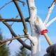 Jak i jak wybielić drzewa wiosną?